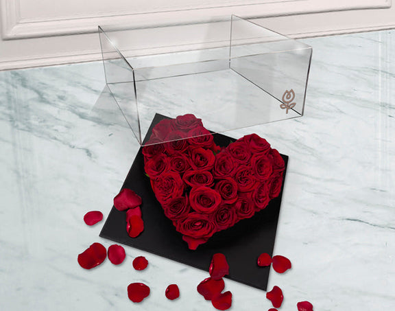 Aurora Fyf D5040c60 E3ca 4dbe A3c5 Bdc1aaa1598e.jpg